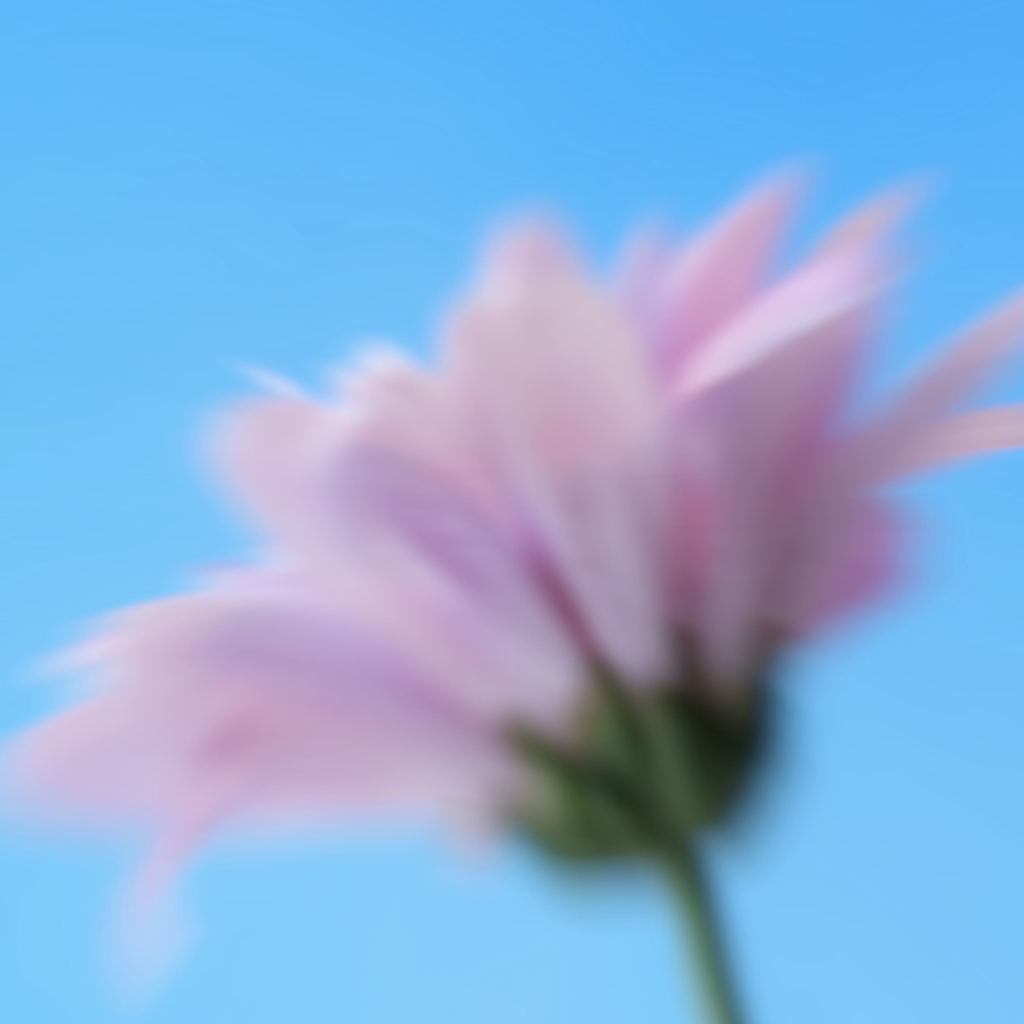 Blurred pink flower against a blue sky
